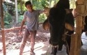 Sapi-brahman-kurban-presiden-di-pekan.jpg