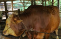 Sapi-kurban-prabowo-2026.jpg