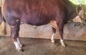 Sapi-kurban-prabowo-di-sumbar.jpg