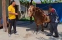 Sapi-kurban-presiden-prabowo.jpg