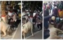 Sapi-mengamuk.jpg