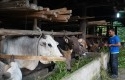 Sartijan-di-kandang-sapi-miliknya.jpg