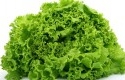 Sayur-Salada.jpg