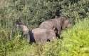Sebagai-ilustrasi-Tiga-ekor-gajah-sumatera.jpg