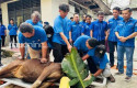Semangat-Berbagi-di-Hari-Raya-Kurban-Demokrat-Pekanbaru-Potong-85-Ekor-Sapi.jpg