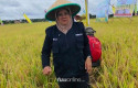 Siak-Rugi-Rp100-Miliar-Setiap-Tahun-Akibat-Padi-Basah-Dijual-ke-Tengkulak-Luar.jpg