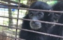 Siamang2.jpg