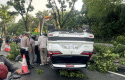 Tabrakan-Beruntun-Libatkan-Dua-Mobil-dan-Dua-Pohon-di-Jalan-Sudirman-Pekanbaru.jpg