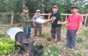 Tapir-terluka-di-mata-di-desa-lubuk-ambacang.jpg