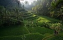 Ubud-bali.jpg