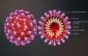 Virus-corona7.jpg