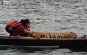 Yanti-dan-Harimau-Sumatera.jpg