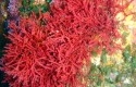 alga-merah.jpg