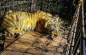 anak-harimau-sumatera.jpg