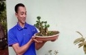 bonsai-wacang.jpg