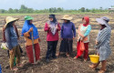 bupati-afni-temui-petani-di-teluk-lanus.jpg