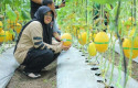 bupati-siak-panen-melon.jpg