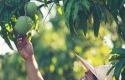 curi-mangga.jpg