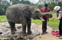 gajah-di-plg-minas.jpg