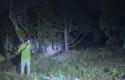gajah-liar-masuk-kebun-warga-rumbai.jpg