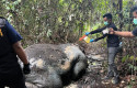 gajah-mati-di-pelalawan3.jpg
