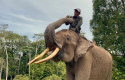 gajah-ukui.jpg