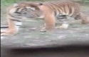 harimau-datangi-pondok.jpg