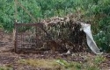 harimau-sumatera-di-box-trap.jpg