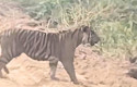 harimau-sumatera-di-zamrud-siak.jpg