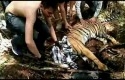 harimau-sumatera.jpg