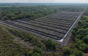 hutan-mangove-dirusak2.jpg