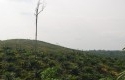 hutan.jpg