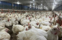 ilustrasi-Ternak-ayam.jpg