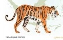 ilustrasi-harimau.jpg