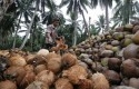 ilustrasi-petani-kelapa.jpg