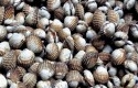 kerang.jpg