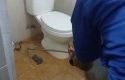 kobra-di-toilet.jpg