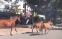 kuda-lepas-di-sudirman.jpg