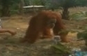 orangutan2.jpg