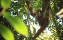 orangutan3.jpg