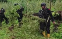pemusnahan-ladang-ganja.jpg