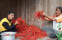 petani-cabai-binaan-rapp.jpg