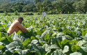 petani-tembakau-dompu.jpg