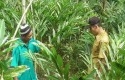 petani-tertembak.jpg