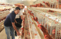 ternak-ayam-lapas-pekanbaru.jpg