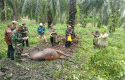 ternak-warga-siak-diserang-harimau.jpg