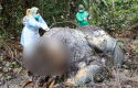 tim-labfor-periksa-gajah-mati-di-ukui.jpg