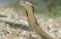 ular-kobra2.jpg